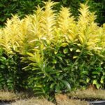 evonimus japonikus happines