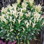 evonymus palma blanca