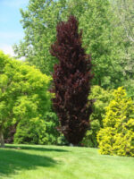 fagus sylvatica fastigiata purple