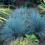 festuca glauca elijah blue1
