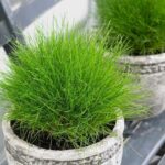 Festuca gautieri "Ami Green"
