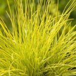 festuca glauca golden toupee