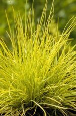 festuca glauca golden toupee