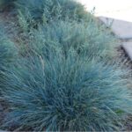 festuca glauca