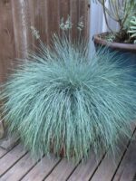 festuca glauca intense blue