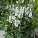 phyzostegia virginiana bela