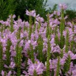phyzostegia virginiana roze