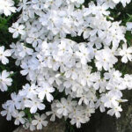 flox beli1