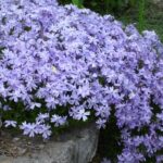 flox-subulata-emerald-cushion-blue-2