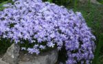 flox-subulata-emerald-cushion-blue-2