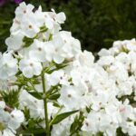 flox-paniculata-danielle-2