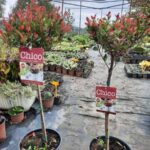 photinija chicco stap