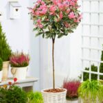 photinia-pink-crispy-na-stapu-1