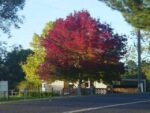 fraxinus angustifolia raywood