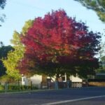 fraxinus angustifolia raywood