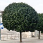 fraxinus ornus mezchez