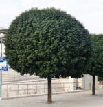 fraxinus ornus mezchez