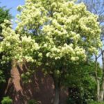 fraxinus ornus - crni jasen1