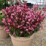gaura-dark-pink1