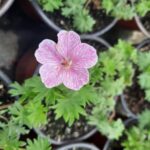 geranium svetlo roze niski