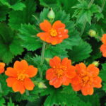 geum coccineum