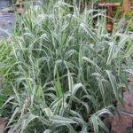 glyceria maxima variegata