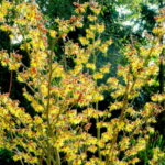 hamamelis arnold promise