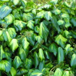 hedera colcika sulphur heart