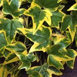 hedera helix goldchild