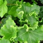 hedera helix prasley crasted