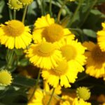helenium pumila magnificum1