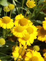 helenium pumila magnificum1