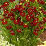 helenium ruby