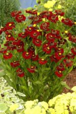 helenium ruby