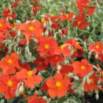 helianthemum fire dragon1