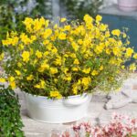 helianthemum golden queen cherry1