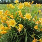 hemerocalis stella de oro