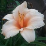 hemerocalis apricot sparkles