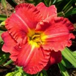 hemerocallis aruba red