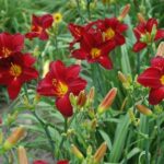 hemerocallis chikago ruby