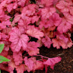 heuchera berry smoothy
