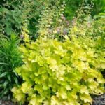 heuchera lime marmalada