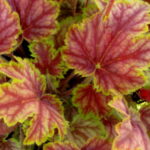 heuchera picasso1