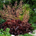 heuchera melting fire