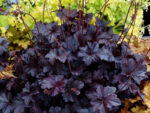 heuchera obsidian