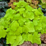 heuchera pistache