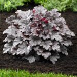 heuchera plum puding