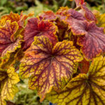 heuchera red lighting
