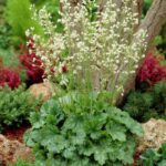 heuchera sanguinea white cloud