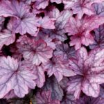 heuchera-shangai